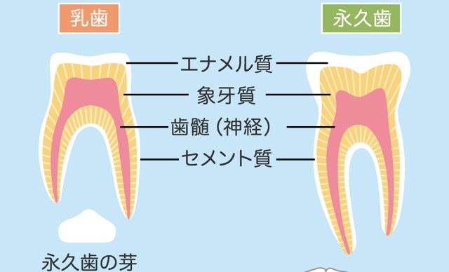 乳歯と永久歯　歯の構造 予防歯科