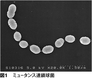 ミュータンス　虫歯　唾液